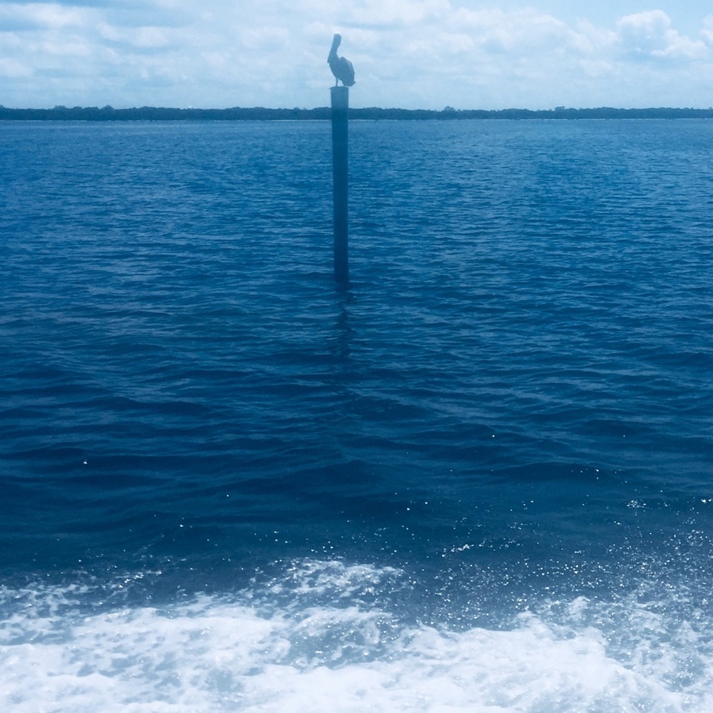 Meet your Posher, Jill